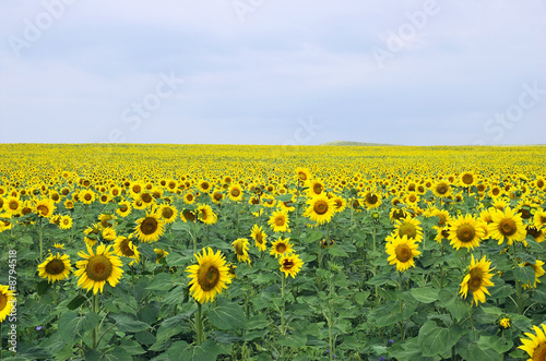 sunflower field © Alexander Kataytsev