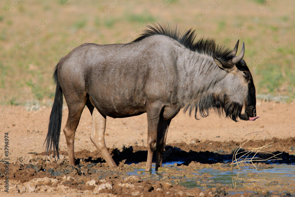 Blue wildebeest, Kalahari desert, South Africa Blue wildebeest, Kalahari desert, South Africa