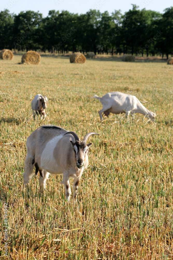 Fototapeta premium Three goats are grazed on the oblique floor