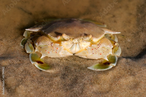 Swimming crab  Ovalipes spp.   Mozambique  southern Africa.