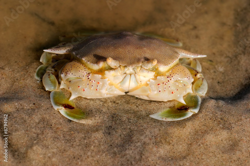 Swimming crab (Ovalipes spp.), Mozambique, southern Africa. photo