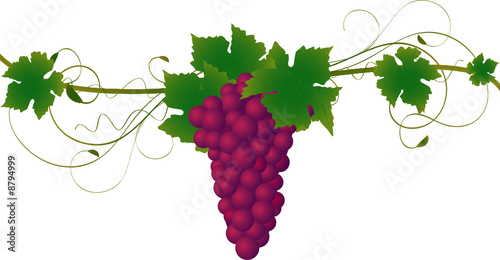 Detailed grape vine illustration