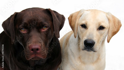 Fototapeta Naklejka Na Ścianę i Meble -  two adorable labradors