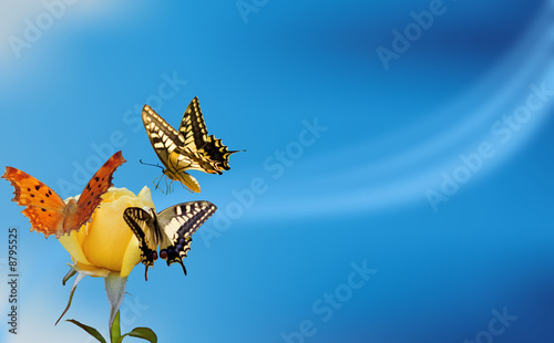 butterfly on yellow rose