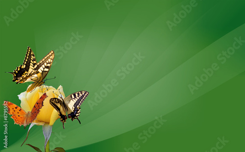 butterfly on yellow rose green background