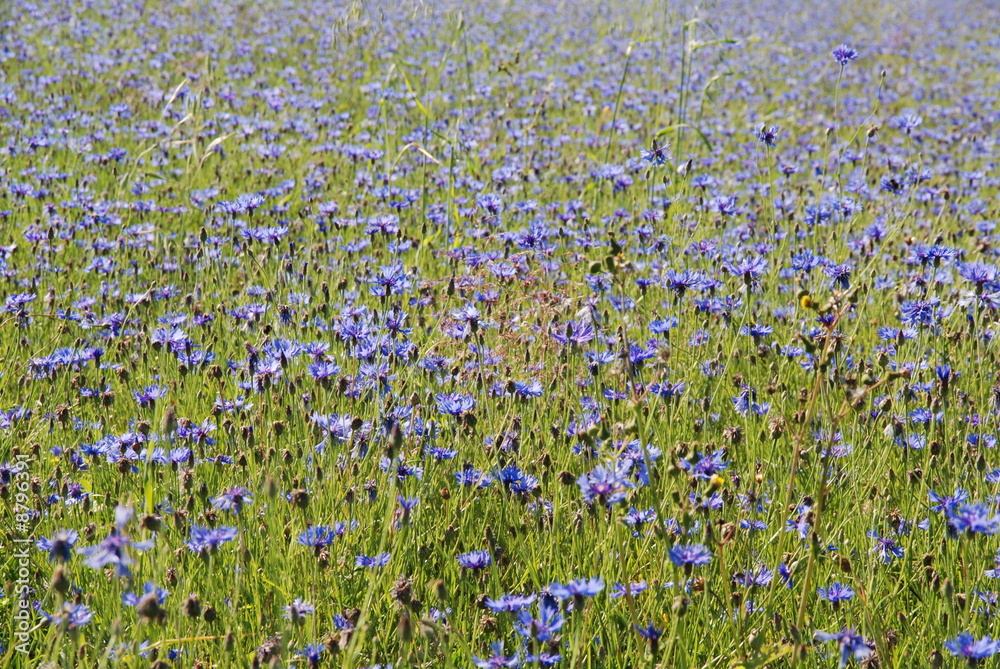 Naklejka premium Kornblume2
