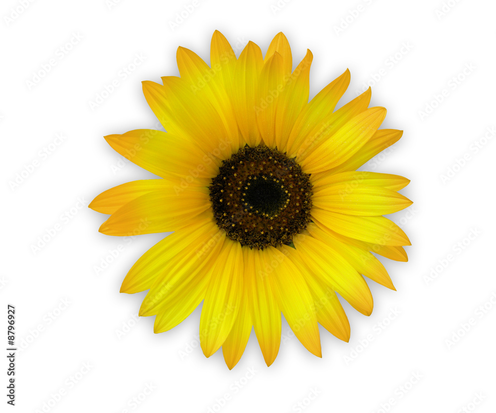 Fototapeta premium słonecznik