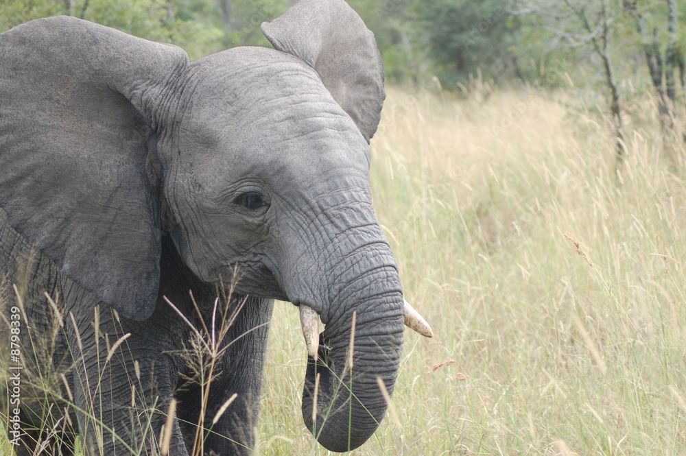 Naklejka premium Elephant Eating