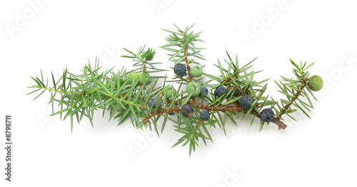 Juniperus berries