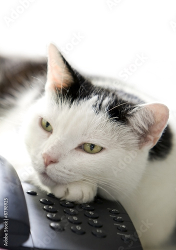 Cat and telephone