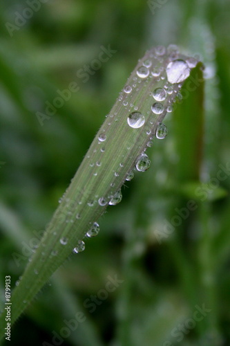 feuille rosée