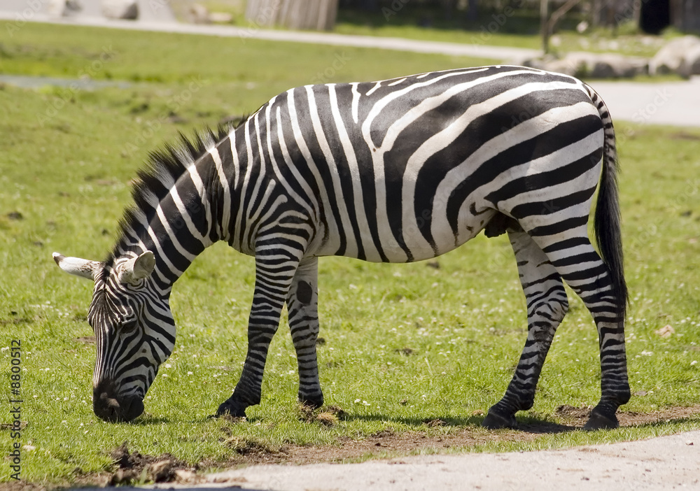 an adult zebra eating grass in the zoo an adult zebra eating grass in the zoo