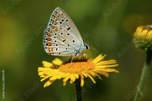 Beautiful butterfly on a yellow flower © ecobo