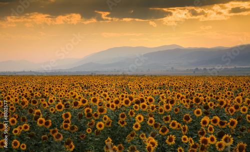 Sunset over a field of blossom sunflower
