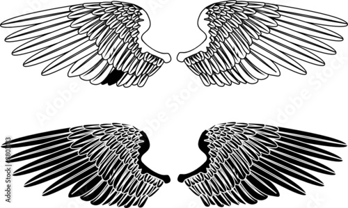 Black and White Wings