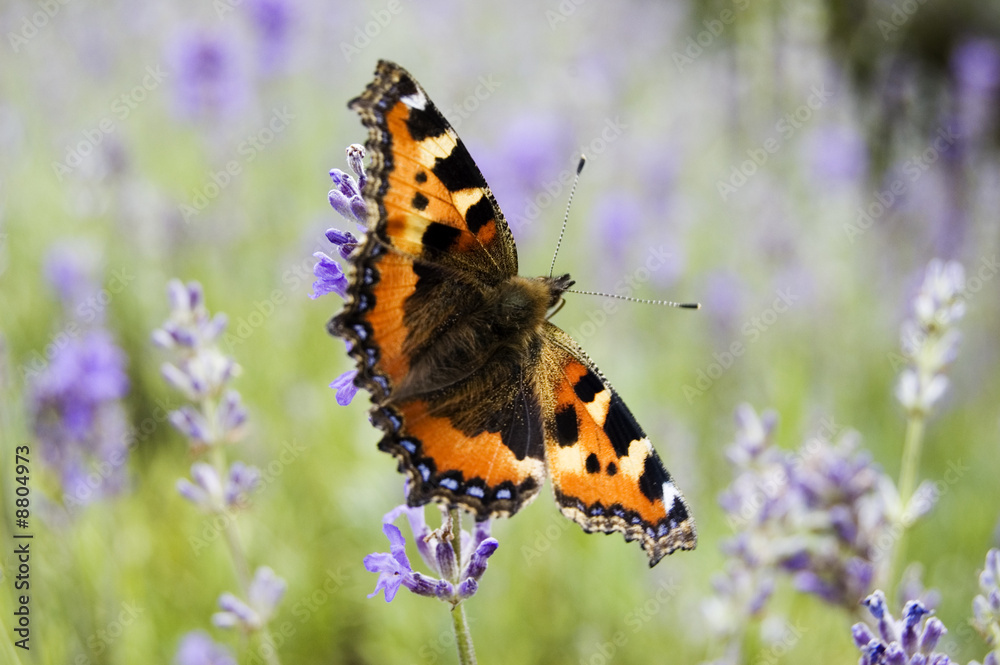 Tortoiseshell Butterfly Tortoiseshell Butterfly