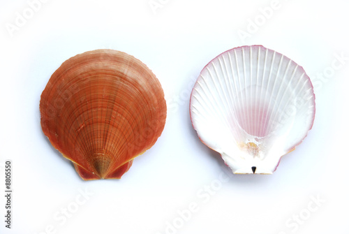 Front Back Sea Shell