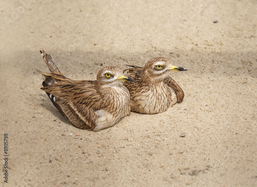 Burhinus oedicnemus photo