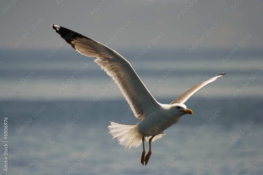 Naklejka premium seagull from Croatia