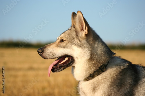 Saarloos Wolfhound 40