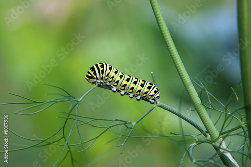 swallowtail caterpillar, Papilio polyxenes © Dave Willman