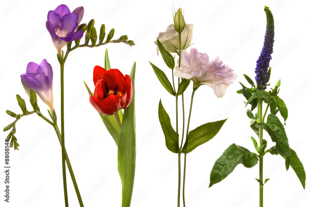 Beautiful fresh flowers on a white background Beautiful fresh flowers on a white background