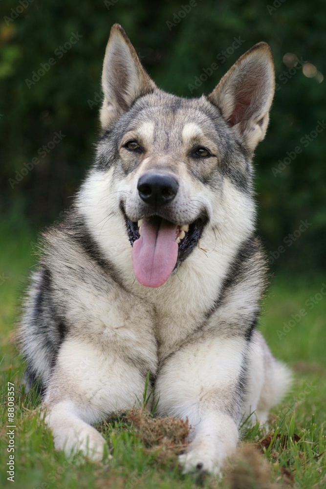 Saarloos Wolfhound 10