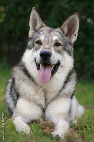 Saarloos Wolfhound 10 © Conny Hagen