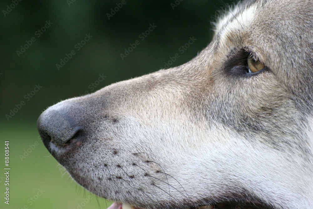 Obraz premium Saarloos Wolfhound 27