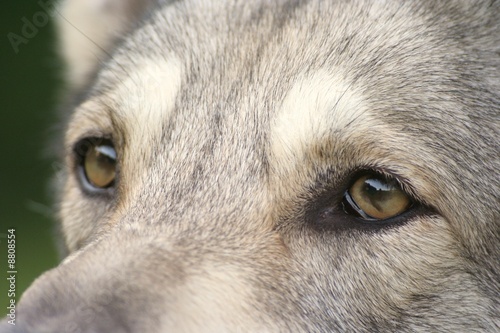 Saarloos Wolfhound 12