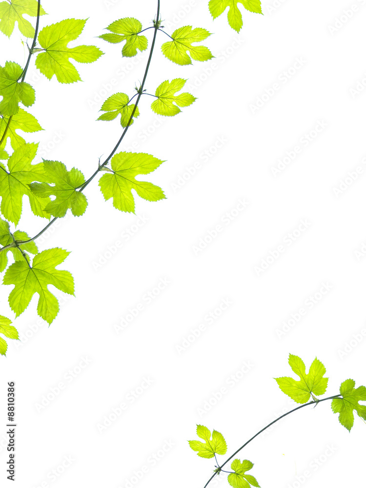 Green leaves background