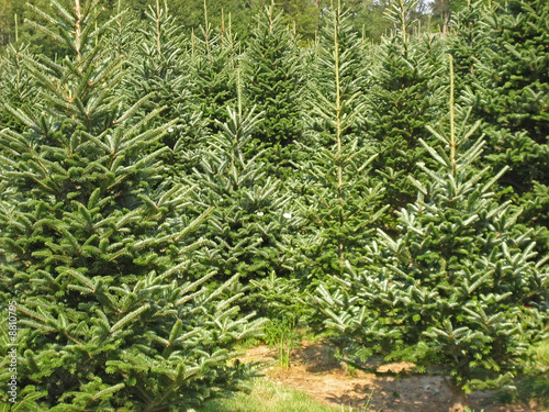 A Christmas tree farm in the summertime.