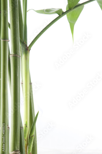 view of vibrant green bamboo plant over white