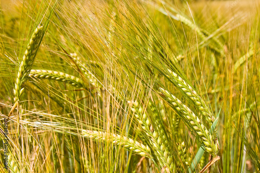 golden ripe wheat right before harvest golden ripe wheat right before harvest