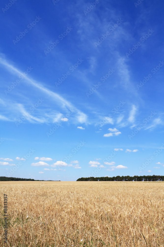 Field of barley - landscape