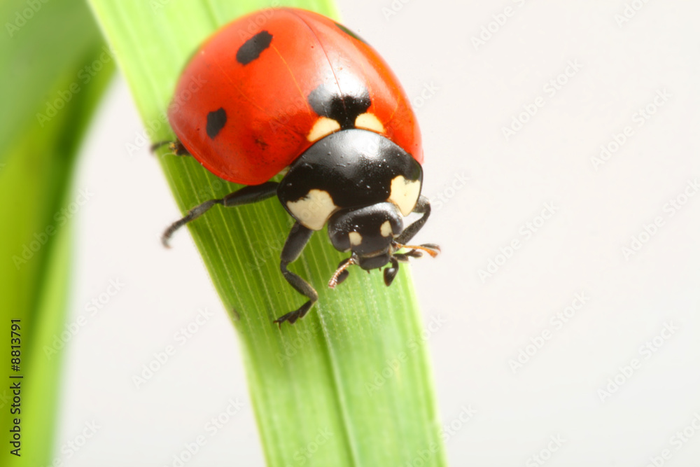 red ladybug on green grass isolated red ladybug on green grass isolated