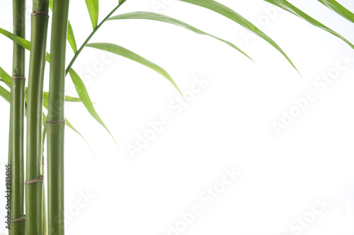 Fototapeta Naklejka Na Ścianę i Meble -  close up view of vibrant green bamboo over white