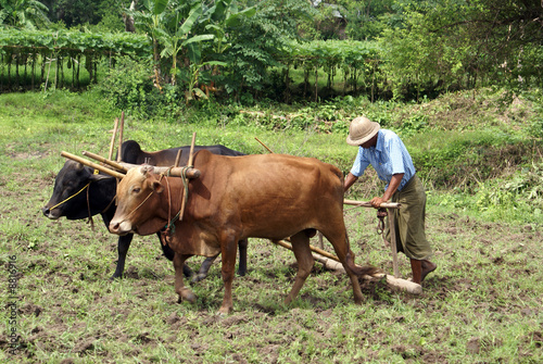 Man with cows and pough on the field in Myanmar