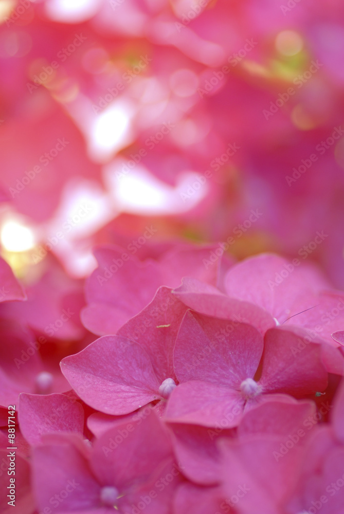 Obraz premium hortensia rose en Bretagne