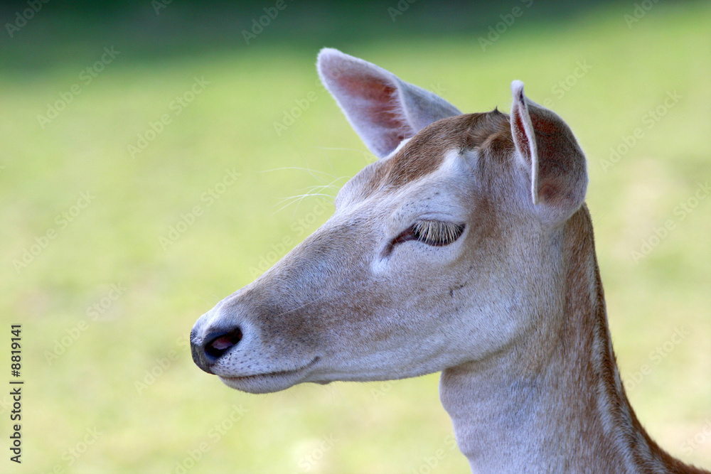 Fototapeta premium Portrait de daim