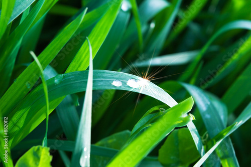 Bild auf Leinwand grass with shining dew-drop
