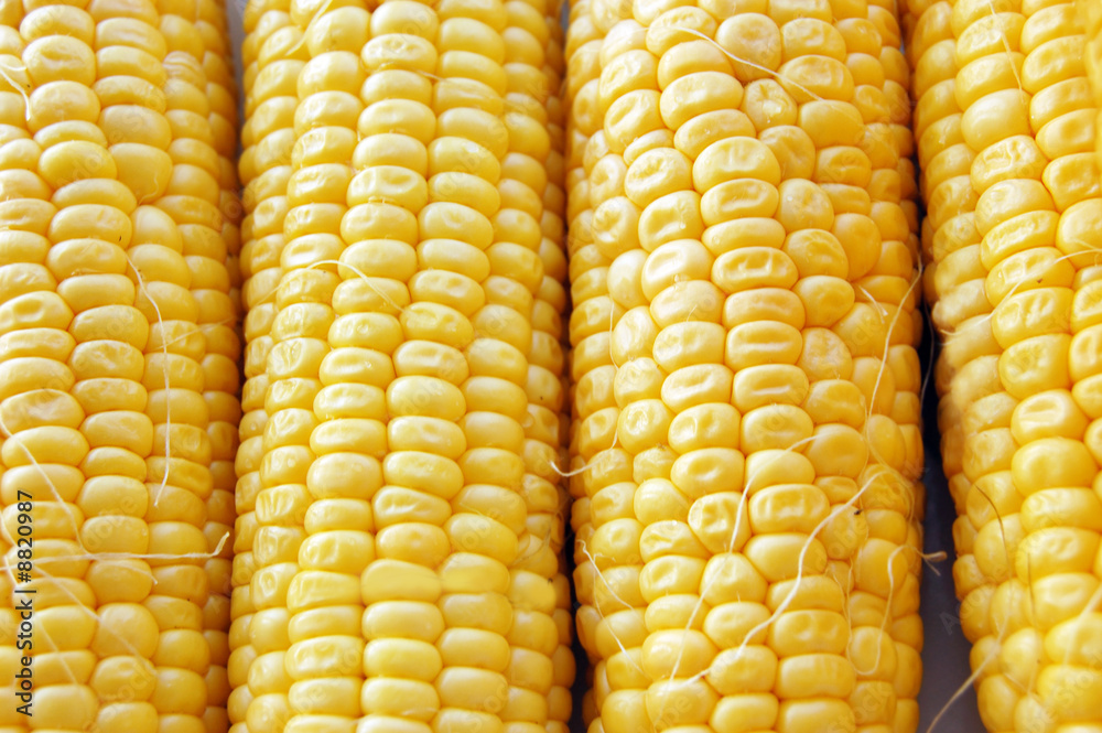 Ears of fresh corn as background Ears of fresh corn as background