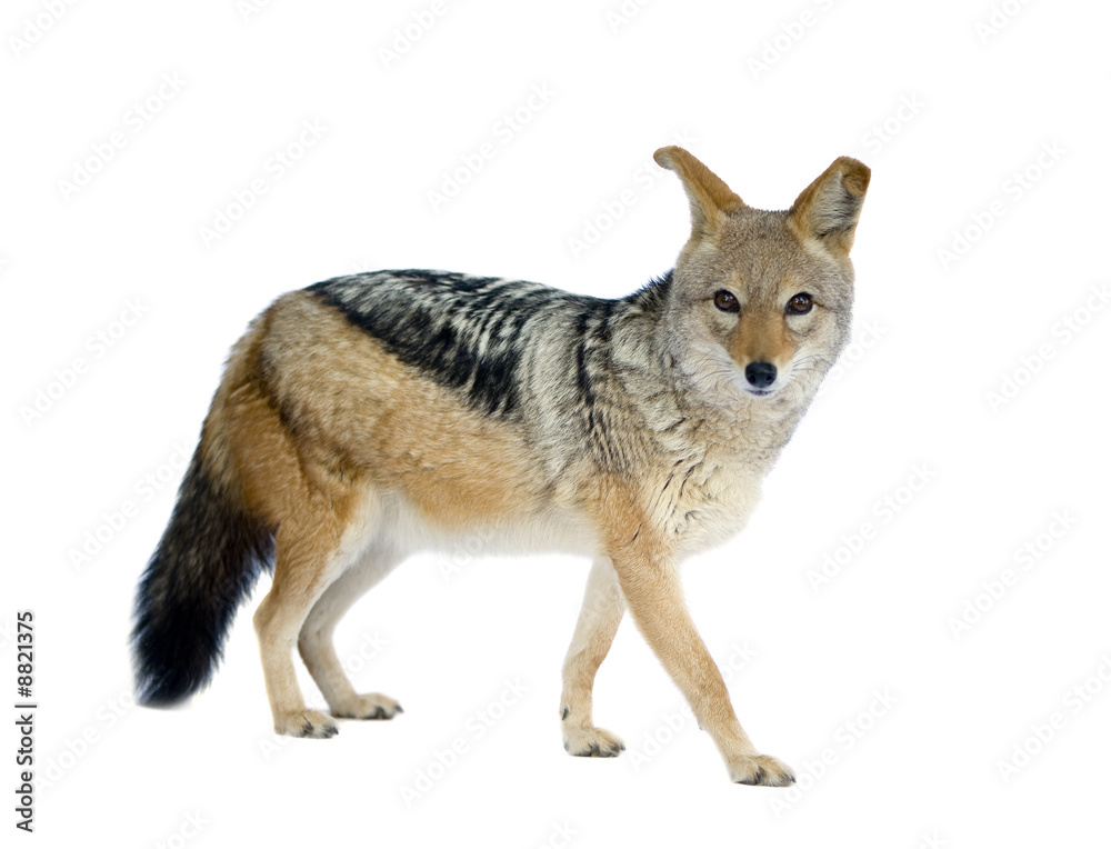 black-backed jackal in front of a white background