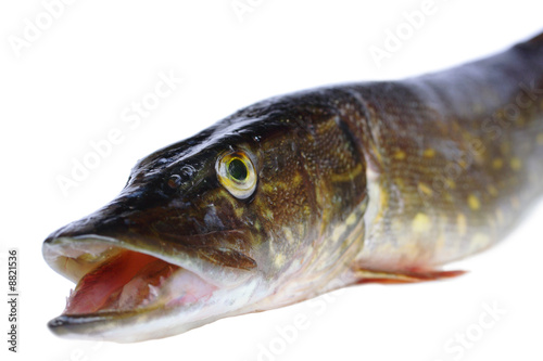 Raw pike head isolated on white background photo