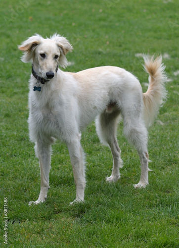 Canvas-taulu Saluki, one of the oldest breeds of domesticated dog.