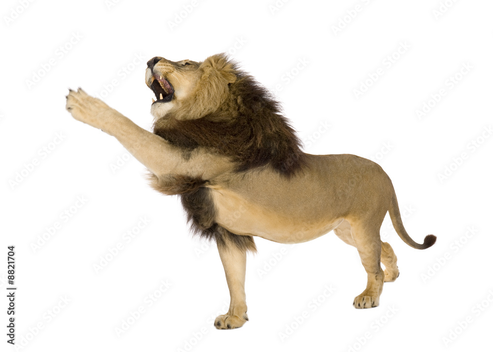 Obraz premium Lion (8 years) - Panthera leo in front of a white background