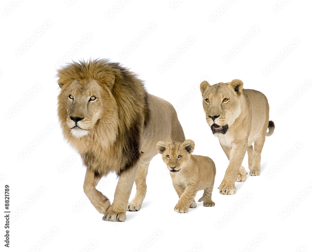 Fototapeta premium Lion's Family przed białym tle