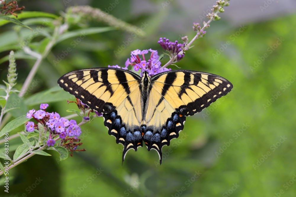 Obraz premium Tiger Swallowtail Butterfly (papilio glaucas)