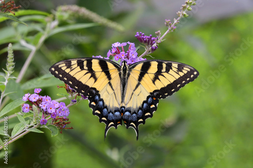 Tiger Swallowtail Butterfly (papilio glaucas) © Steve Byland