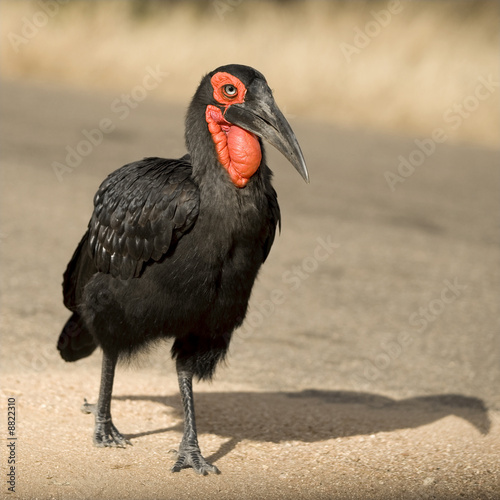 southern ground horbill photo